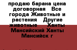 продаю барана цена договорная - Все города Животные и растения » Другие животные   . Ханты-Мансийский,Ханты-Мансийск г.